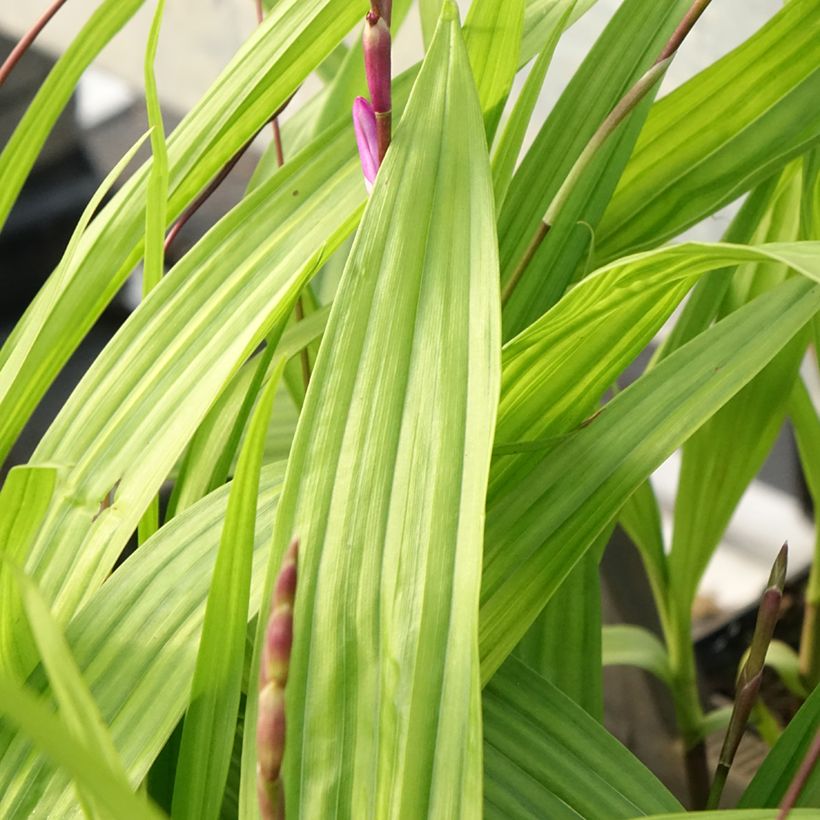 Bletilla striata Purple - Japanse orchidee (Blad)