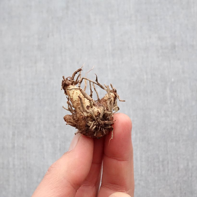 Exemplaar van Bletilla striata Shi-ran - Japanse orchidee Bol zoals geleverd in de lente