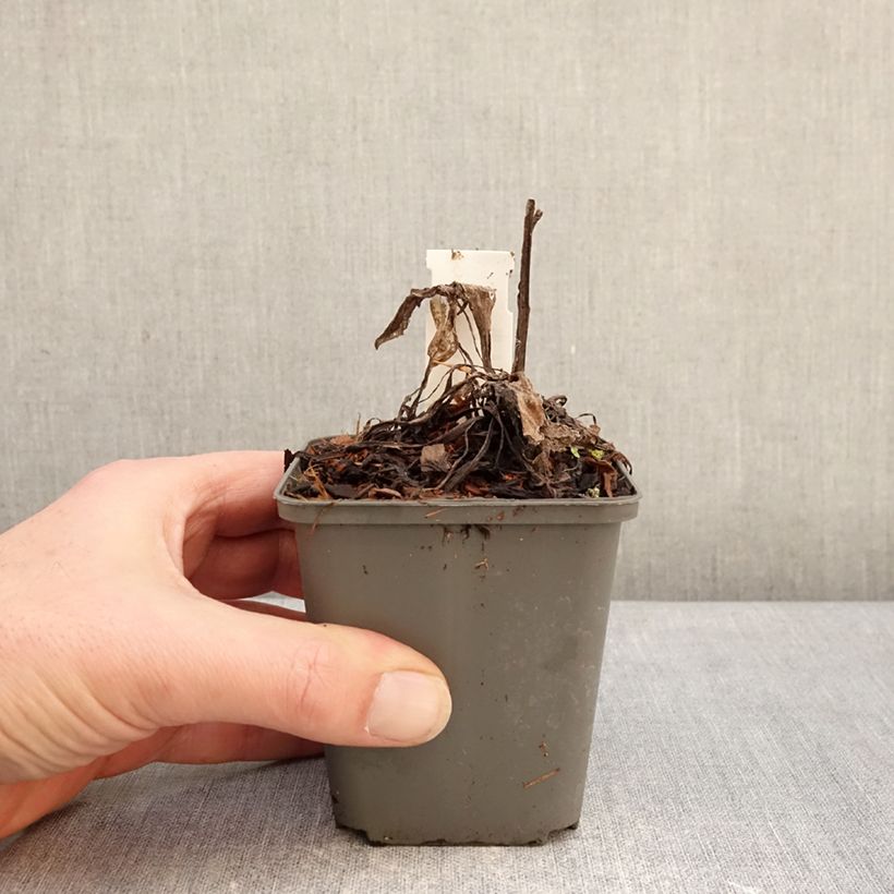 Exemplaar van Centaurea montana Violetta - Bergkorenbloem Kweekpotje van 8/9 cm zoals geleverd in de winter