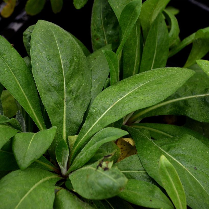 Centaurea montana Carnea - Bergkorenbloem roze (Blad)