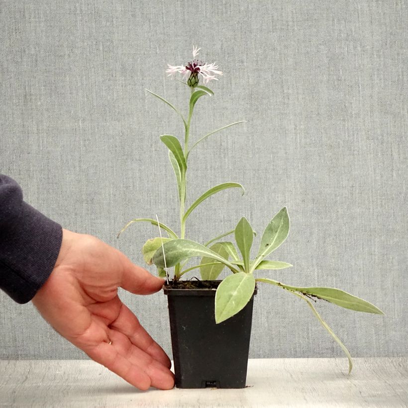 Exemplaar van Centaurea montana Amethyst in Snow - Bergkorenbloem Kweekpotje van 8/9 cm zoals geleverd in de zomer