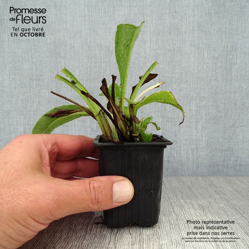 Exemplaar van Centaurea montana - Bergkorenbloem Kweekpotje van 7/8 cm zoals geleverd in de herfst