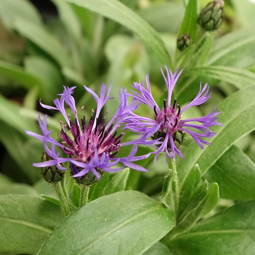 Centaurea montana - Bergkorenbloem (Bloei)