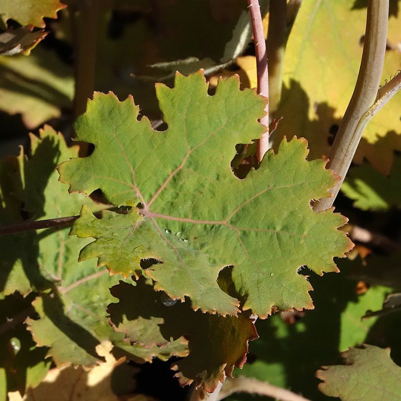 Macleaya microcarpa Spetchley Ruby - Pluimpapaver (Blad)