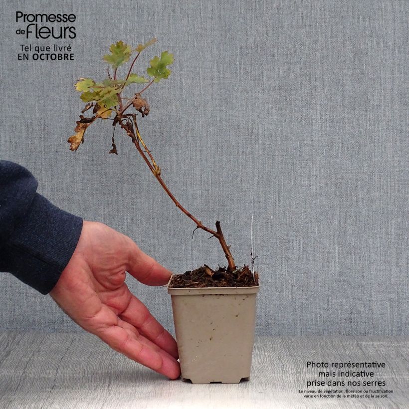 Exemplaar van Macleaya microcarpa Spetchley Ruby - Pluimpapaver Kweekpotje van 8/9 cm zoals geleverd in de herfst