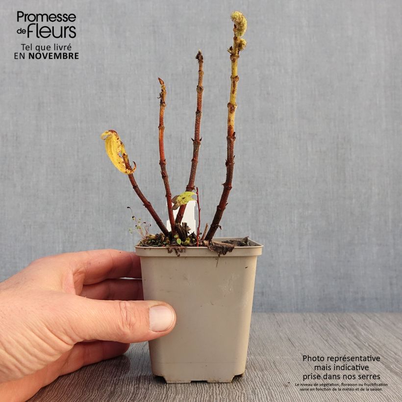 Exemplaar van Boehmeria biloba - Ramie Kweekpotje van 8/9 cm zoals geleverd in de herfst