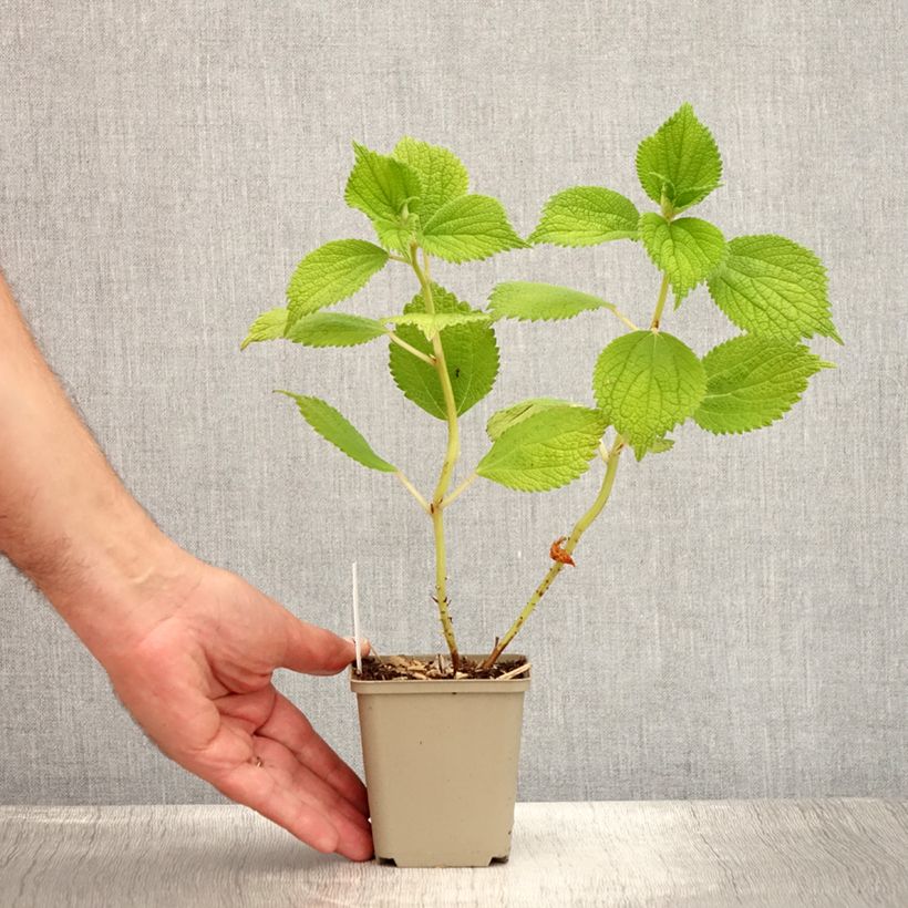 Exemplaar van Boehmeria biloba - Ramie Kweekpotje van 8/9 cm zoals geleverd in de zomer