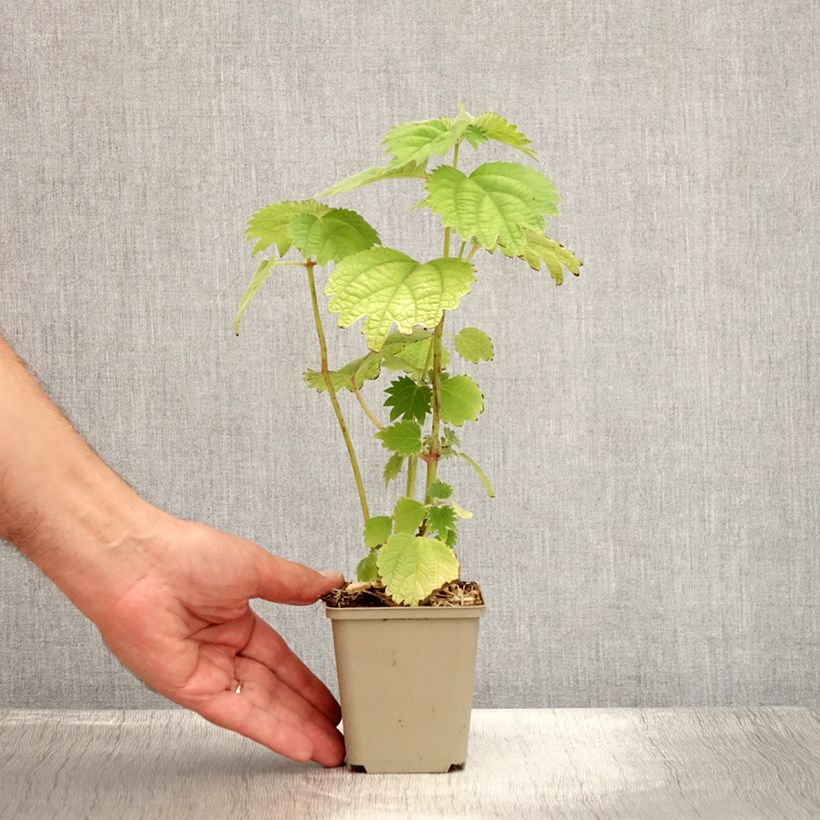 Exemplaar van Boehmeria platanifolia - Ramie Kweekpotje van 8/9 cm zoals geleverd in de zomer
