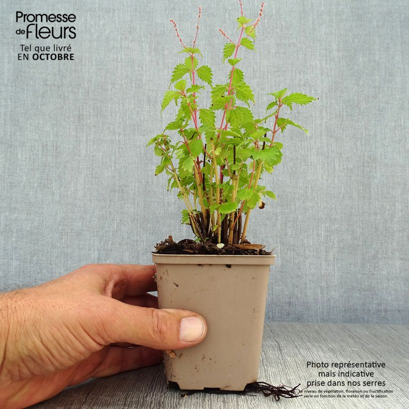 Exemplaar van Boehmeria spicata - Valse netel Kweekpotje van 8/9 cm zoals geleverd in de herfst