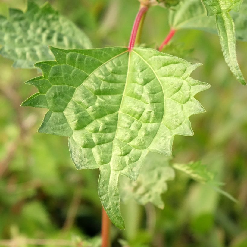 Boehmeria spicata - Valse netel (Blad)
