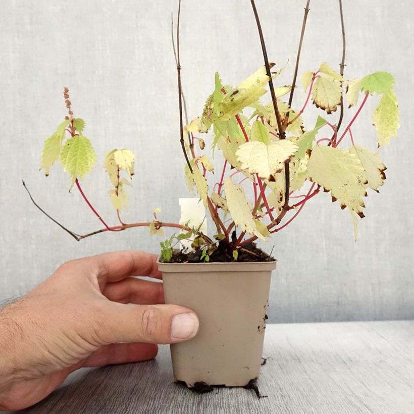 Exemplaar van Boehmeria tricuspis - Chinese netel Kweekpotje van 8/9 cm zoals geleverd in de herfst