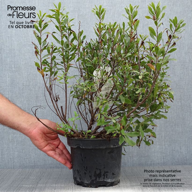 Exemplaar van Myrica gale - Wasgagel Pot van 1,5 l/2 l zoals geleverd in de herfst