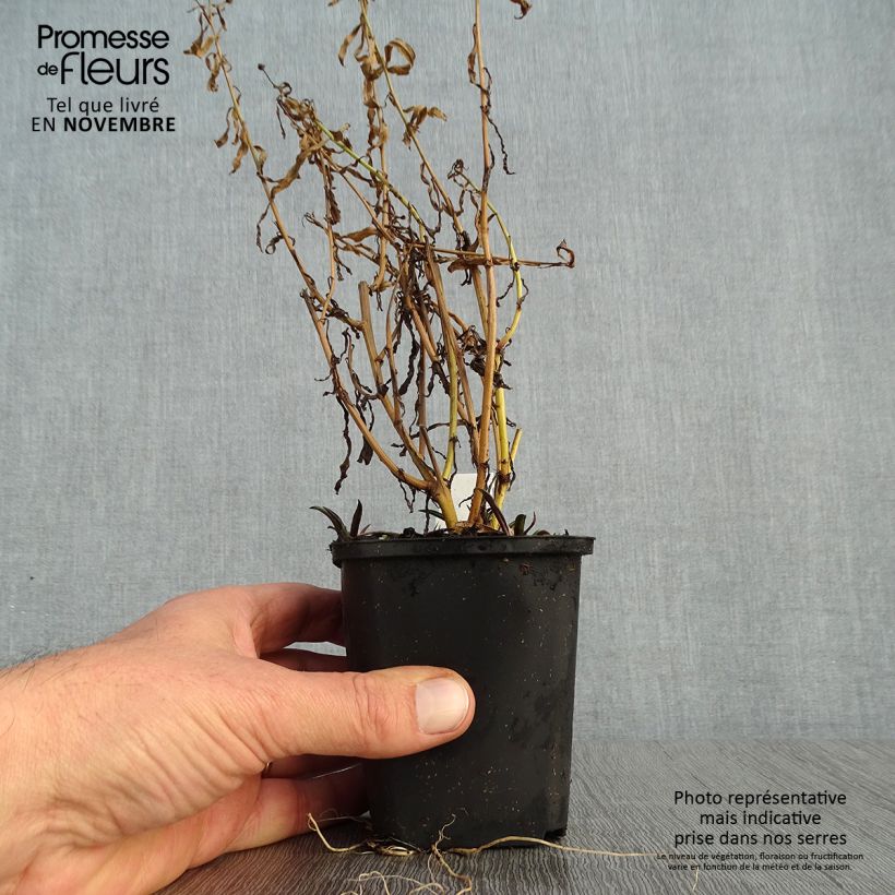 Exemplaar van Boltonia asteroides Snowbank - Herfstaster Kweekpotje van 8/9 cm zoals geleverd in de herfst