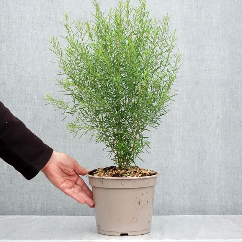 Exemplaar van Boronia heterophylla - Geurboom Pot van 3 l/4 l zoals geleverd in de herfst