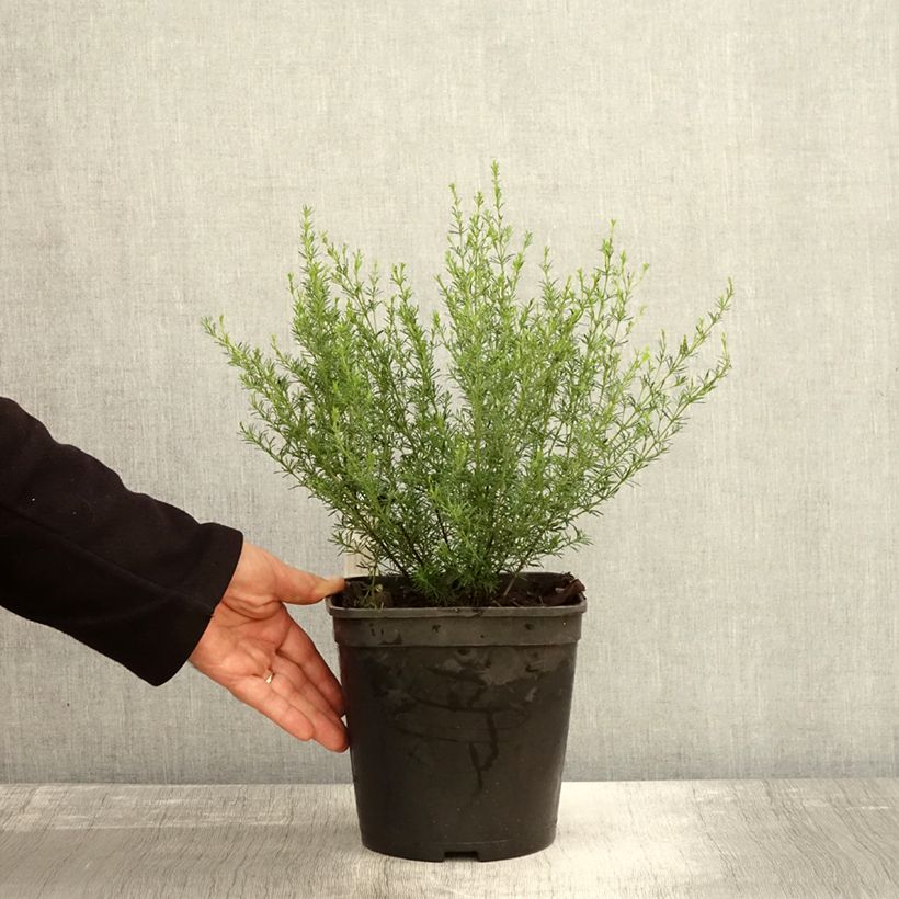 Exemplaar van Boronia pilosa Rose Blossom - Boronie velue Pot van 4 l/5 l zoals geleverd in de herfst
