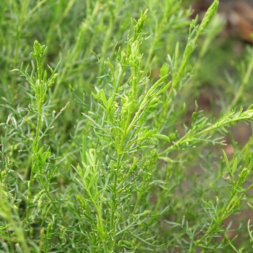 Boronia pilosa Rose Blossom - Boronie velue (Blad)