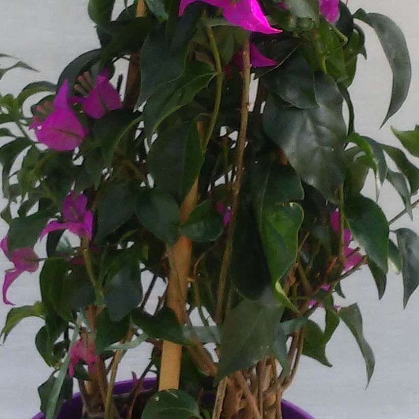Bougainvillea glabra Sanderiana - Bougainville (Blad)