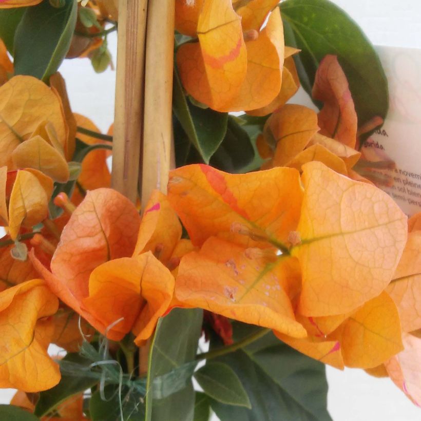 Bougainvillea spectabilis Oranje - Bougainville (Bloei)