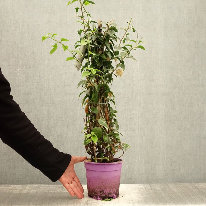 Exemplaar van Bougainvillea glabra Sanderiana - Bougainville Pot van 2 l/3 l zoals geleverd in de herfst