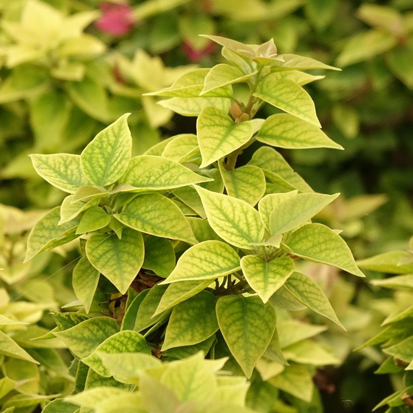 Bougainvillea Mini Thaï - Bougainville (Blad)