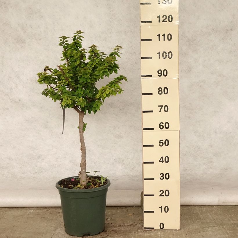 Exemplaar van Bougainvillea Mini Thaï - Bougainville Pot van 12 l/15 l zoals geleverd in de zomer