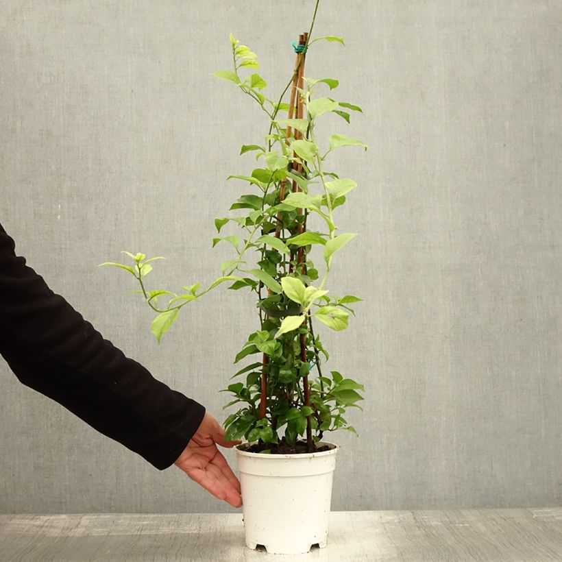 Exemplaar van Bougainvillea spectabilis Wit - Papierbloem Pot van 2 l/3 l zoals geleverd in de herfst