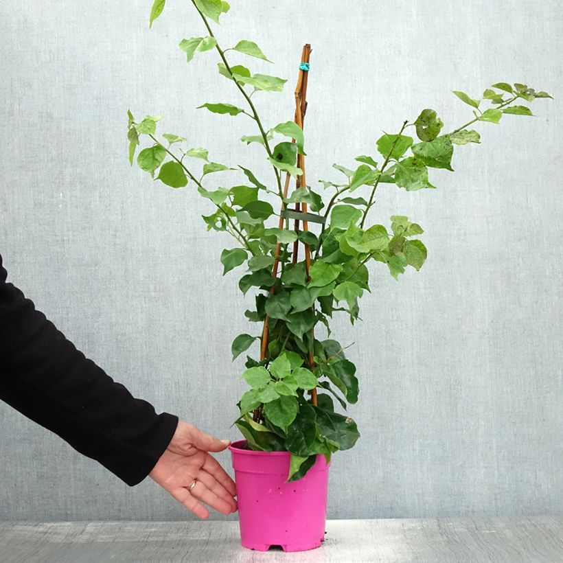 Exemplaar van Bougainvillea spectabilis Paars Violacé - Papierbloem Pot van 2 l/3 l zoals geleverd in de herfst