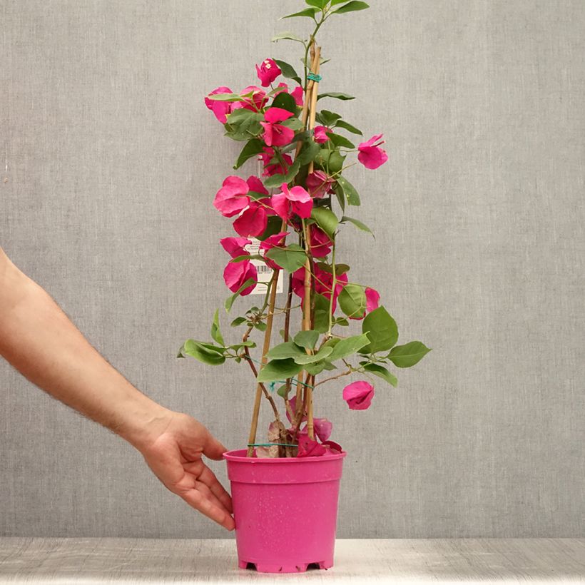 Exemplaar van Bougainvillea spectabilis Paars Violacé - Papierbloem Pot van 2 l/3 l zoals geleverd in de zomer