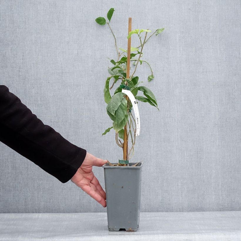 Exemplaar van Bougainvillea Violet de Mèze - Papierbloem Pot van 1,5 l/2 l zoals geleverd in de winter