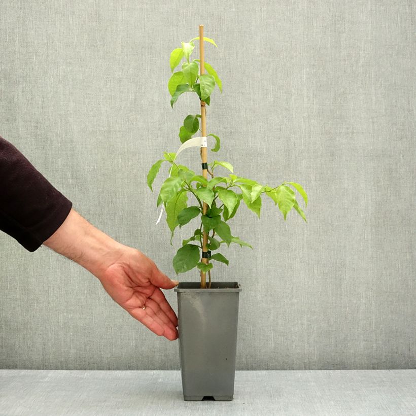 Exemplaar van Bougainvillea Violet de Mèze - Papierbloem Pot van 1,5 l/2 l zoals geleverd in de lente