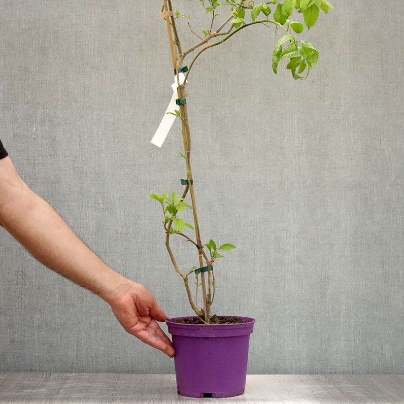 Exemplaar van Bougainvillea Violet de Mèze - Papierbloem Pot van 3 l/4 l zoals geleverd in de zomer
