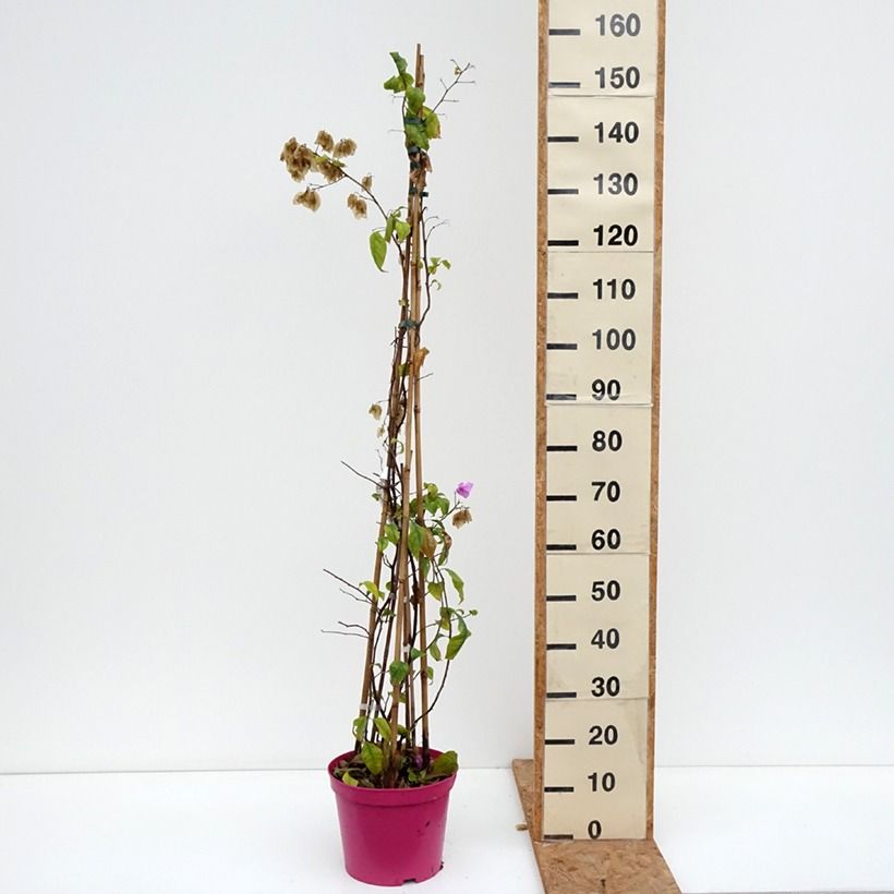 Exemplaar van Bougainvillier Violet de Mèze Pot de 7,5L/10L zoals geleverd in de herfst