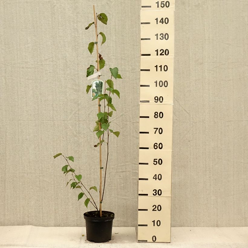 Exemplaar van Betula albosinensis Fascination - Chinese berk Pot van 2 l/3 l zoals geleverd in de herfst