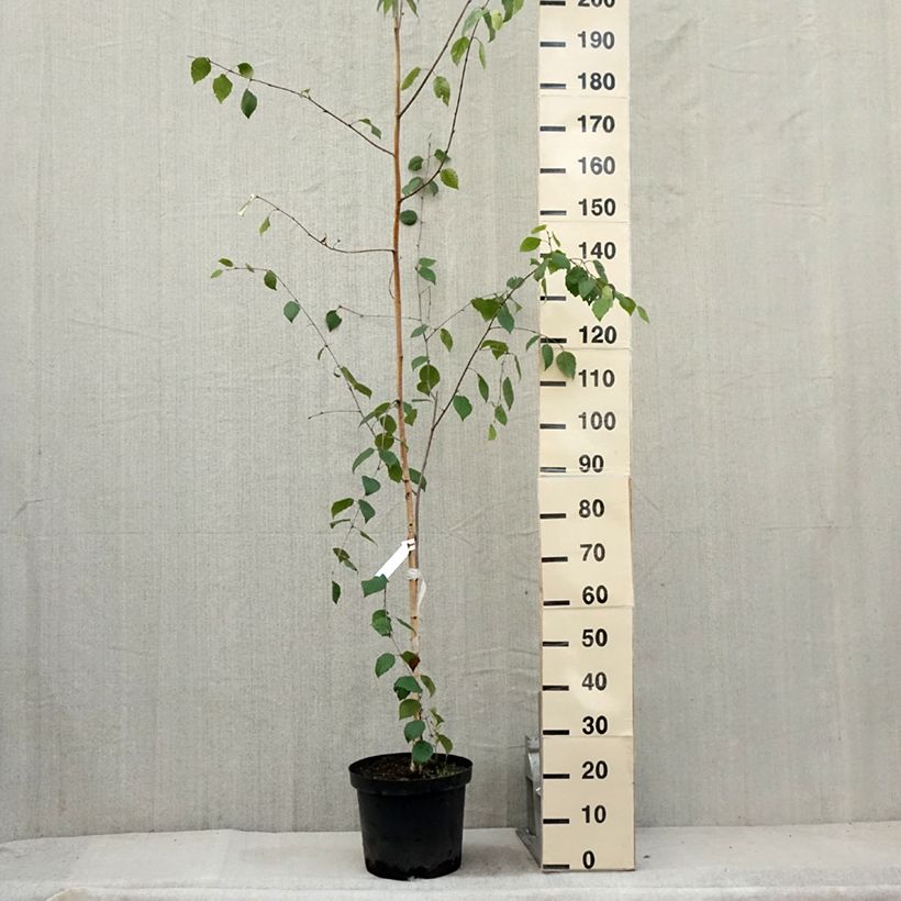 Exemplaar van Betula utilis jacquemontii - Chinese berk Pot van 4 l/5 l zoals geleverd in de zomer