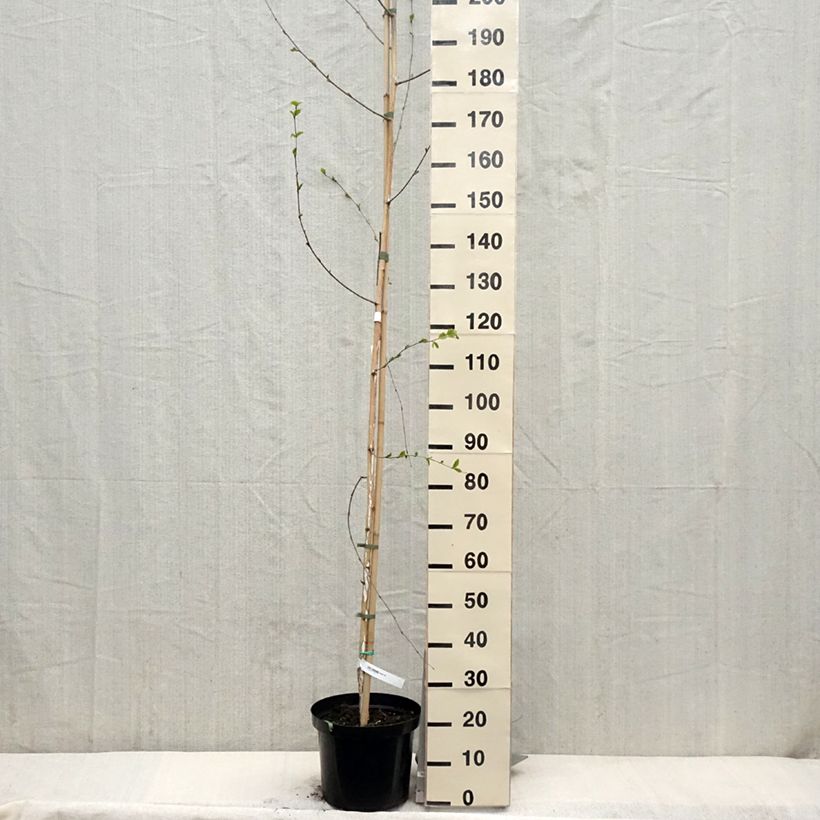 Example of Betula utilis jacquemontii - Chinese berk Pot van 4 l/5 l as you get in printemps