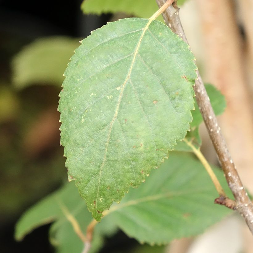 Betula utilis jacquemontii - Chinese berk (Blad)