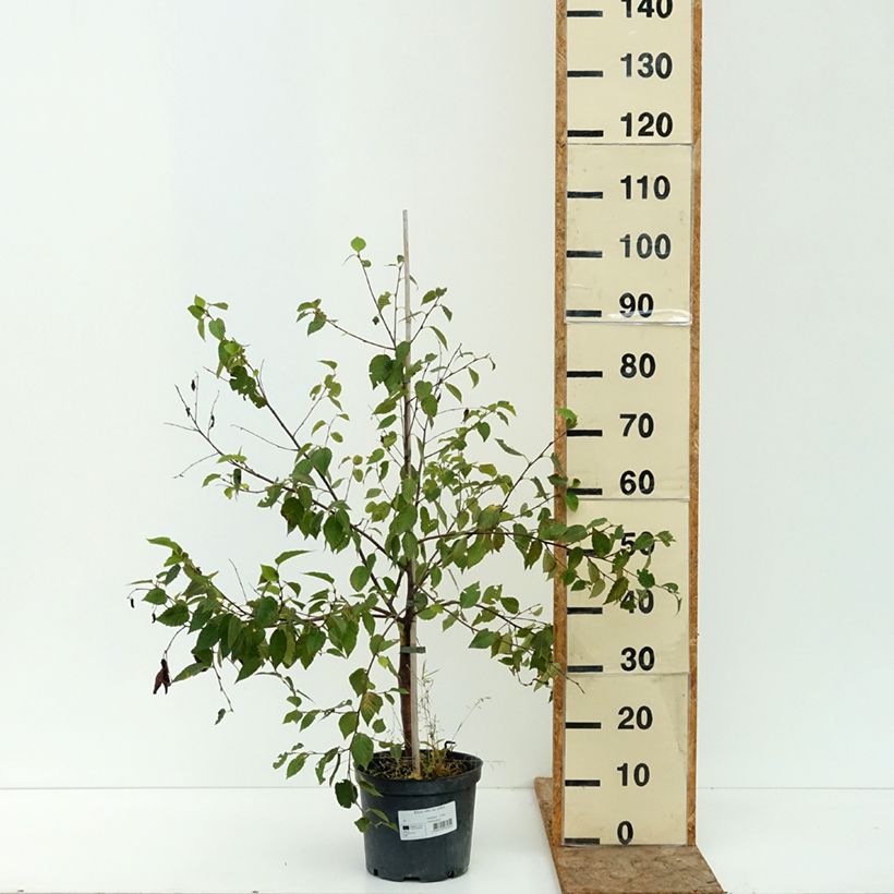 Exemplaar van Betula utilis var. prattii - Chinese berk Pot van 4 l/5 l zoals geleverd in de zomer