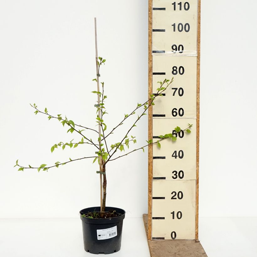 Exemplaar van Betula utilis var. prattii - Chinese berk Pot van 4 l/5 l zoals geleverd in de lente