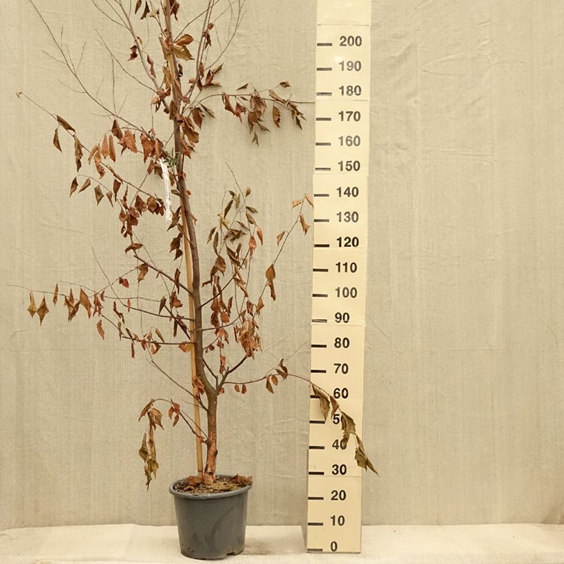 Exemplaar van Betula nigra Heritage - Zwarte berk Pot van 12 l/15 l zoals geleverd in de herfst