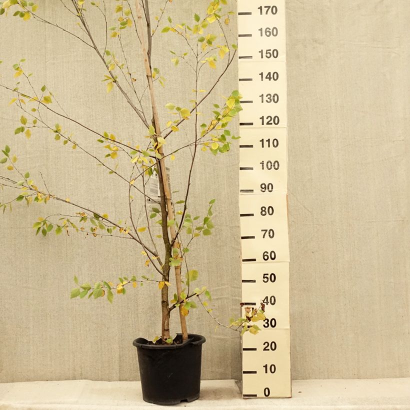 Exemplaar van Betula nigra Heritage - Zwarte berk Pot van 12 l/15 l zoals geleverd in de zomer