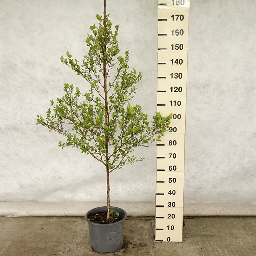 Exemplaar van Betula nigra - Zwarte berk Pot van 12 l/15 l zoals geleverd in de zomer