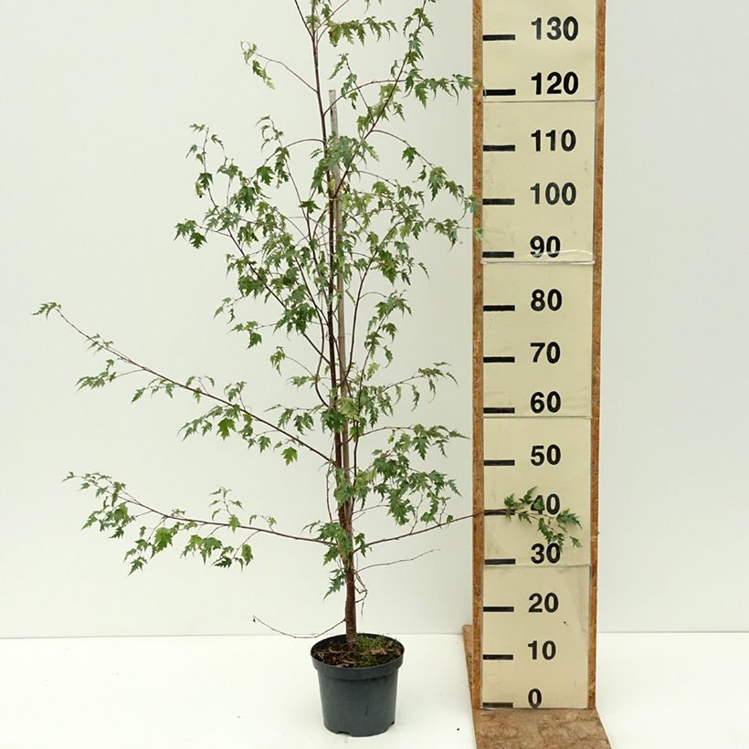 Exemplaar van Betula pendula Crispa - Ruwe berk Pot van 2 l/3 l zoals geleverd in de zomer