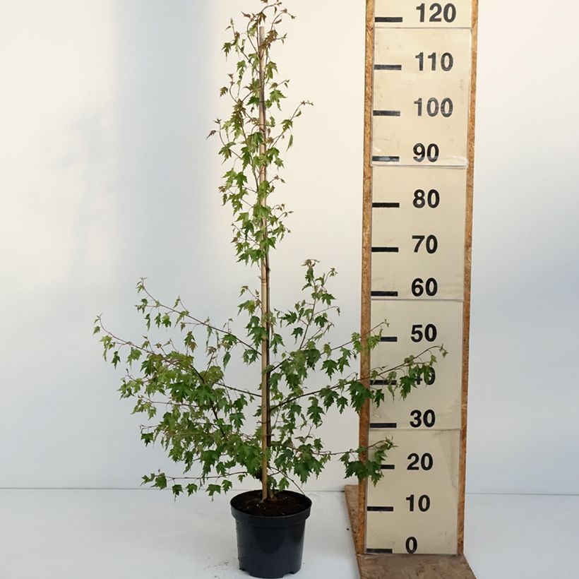 Exemplaar van Betula pendula Crispa - Ruwe berk Pot van 2 l/3 l zoals geleverd in de lente