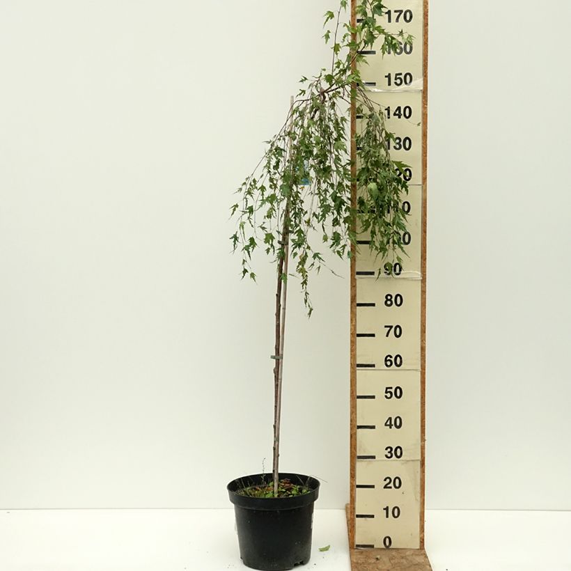 Exemplaar van Betula pendula Gracilis - Ruwe berk Pot van 4 l/5 l, Stengel zoals geleverd in de zomer