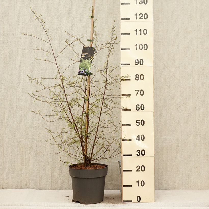 Example of Betula pendula Karaca - Ruwe berk Pot van 7,5 l/10 l as you get in printemps