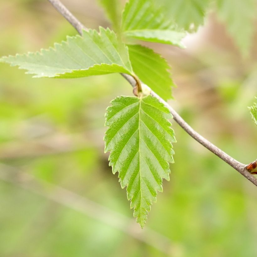 Betula pendula Long Trunk - Ruwe berk (Blad)