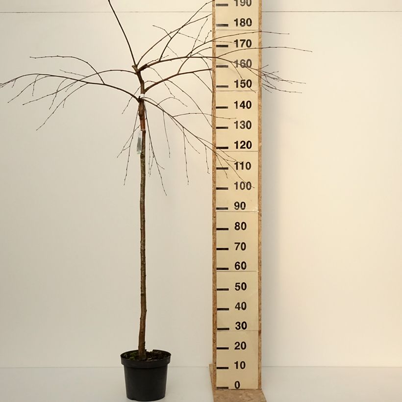 Exemplaar van Bouleau pleureur - Betula pendula Long Trunk Pot de 7,5L/10L, Tige, Tige de 125 cm zoals geleverd in de winter