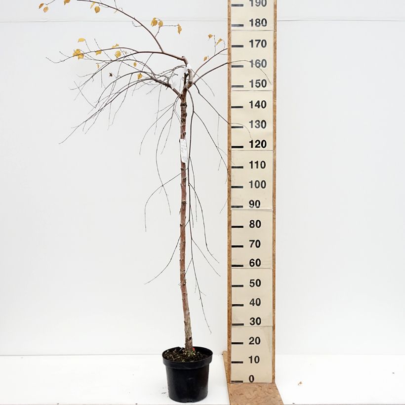 Exemplaar van Betula pendula Long Trunk - Ruwe berk Pot van 7,5 l/10 l, Stengel zoals geleverd in de herfst
