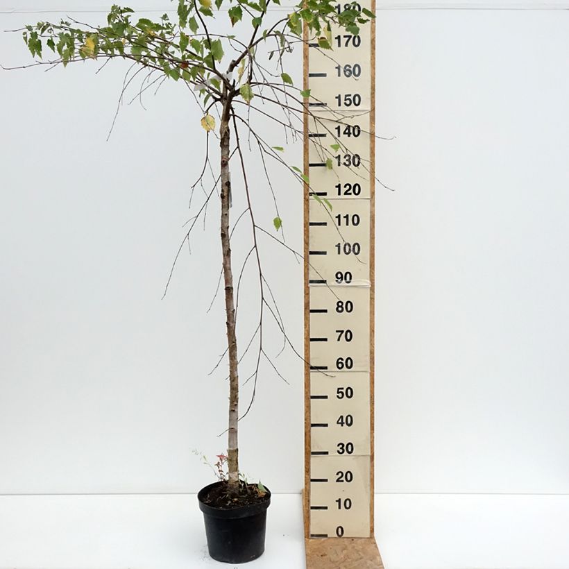 Exemplaar van Betula pendula Long Trunk - Ruwe berk Pot van 7,5 l/10 l, Stengel zoals geleverd in de zomer