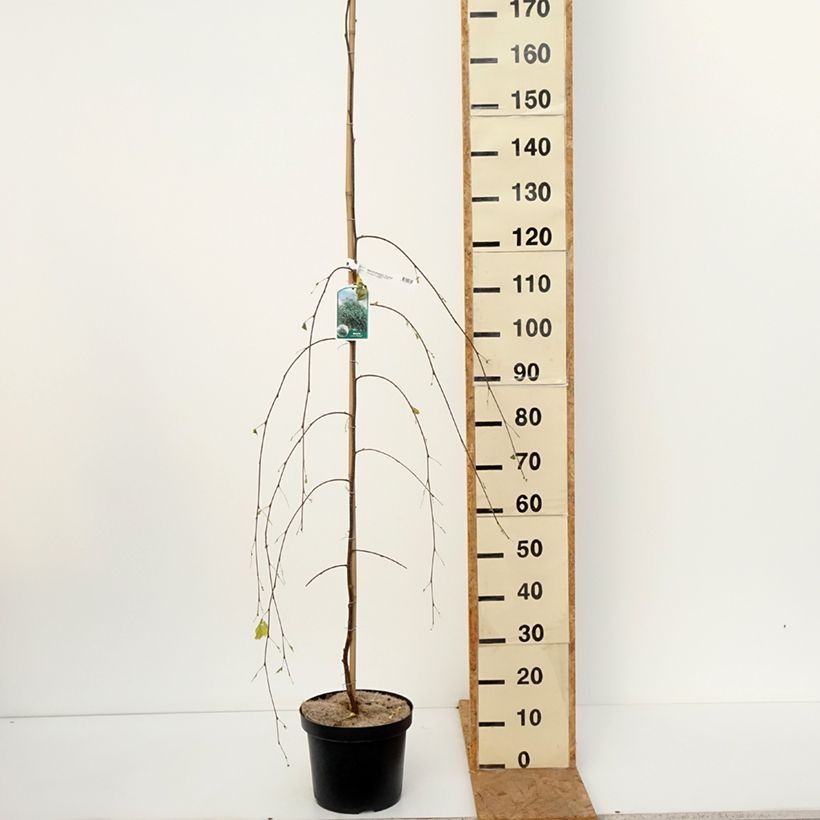 Exemplaar van Betula pendula Youngii - Ruwe berk Pot van 7,5 l/10 l zoals geleverd in de herfst